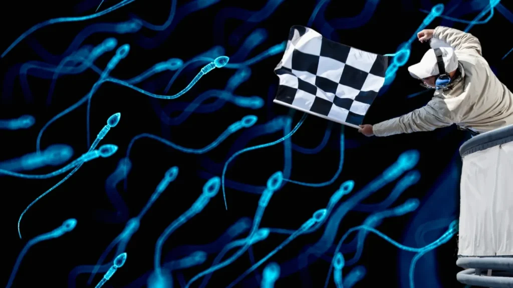 sperm racing