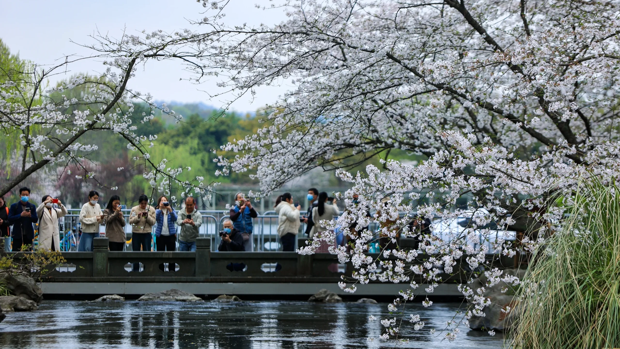 hangzhou in blossom